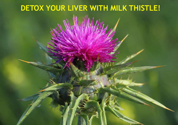 MILK THISTLE BENEFITS