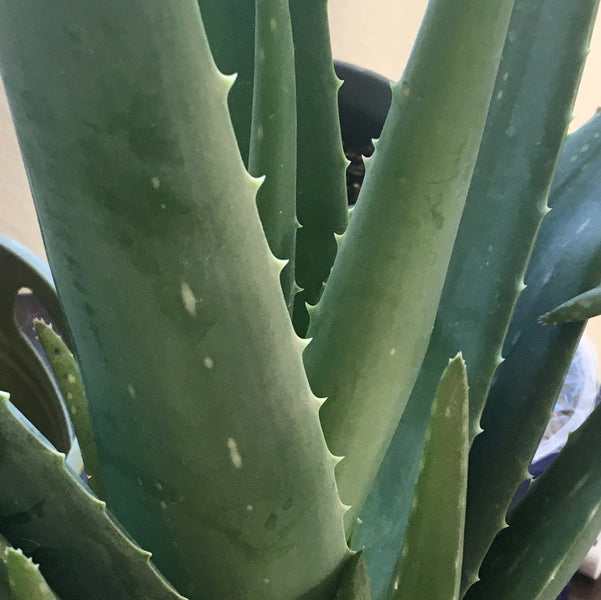 ALOE VERA BENEFITS