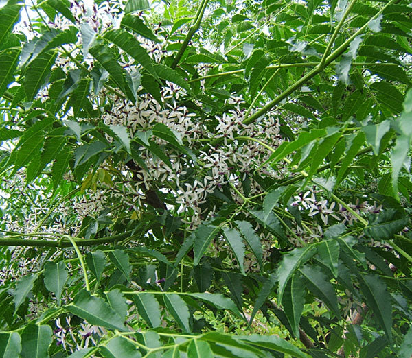 NEEM OIL BENEFITS FOR SKIN